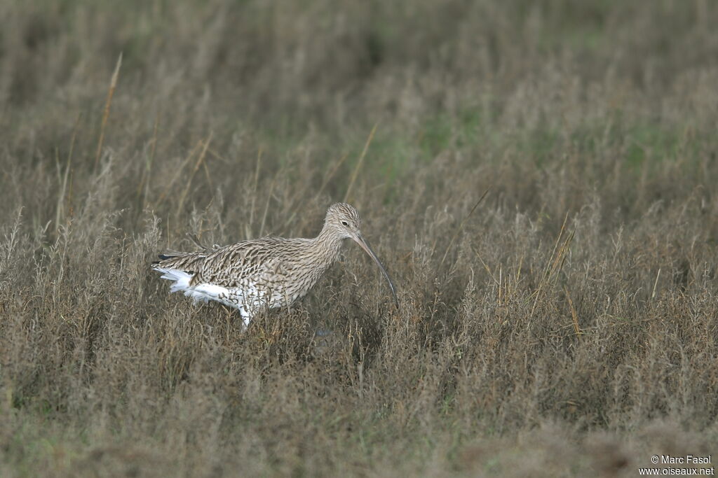 Eurasian Curlewadult post breeding, identification