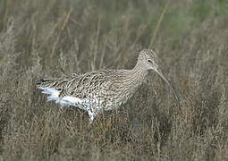 Eurasian Curlew