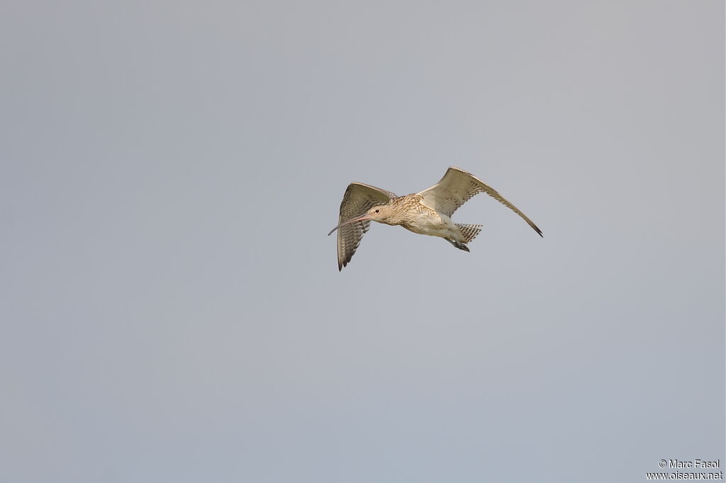 Eurasian Curlewadult, Flight