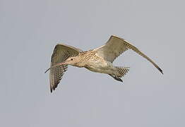 Eurasian Curlew