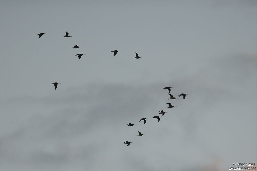 Eurasian Curlew, Flight