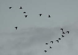 Eurasian Curlew