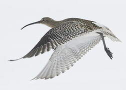 Eurasian Curlew