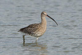 Eurasian Curlew