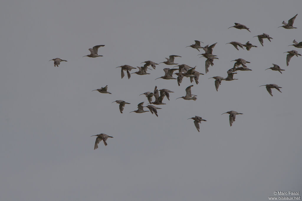 Eurasian Curlew, Flight