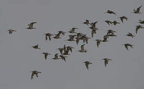 Eurasian Curlew