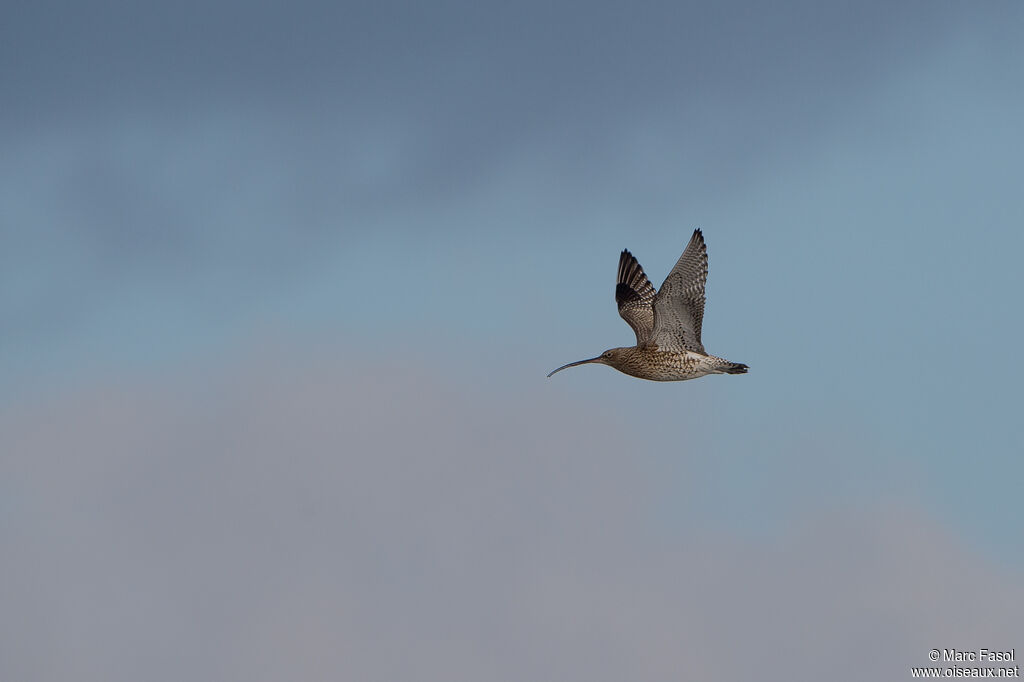 Eurasian Curlewadult, Flight