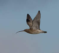 Eurasian Curlew