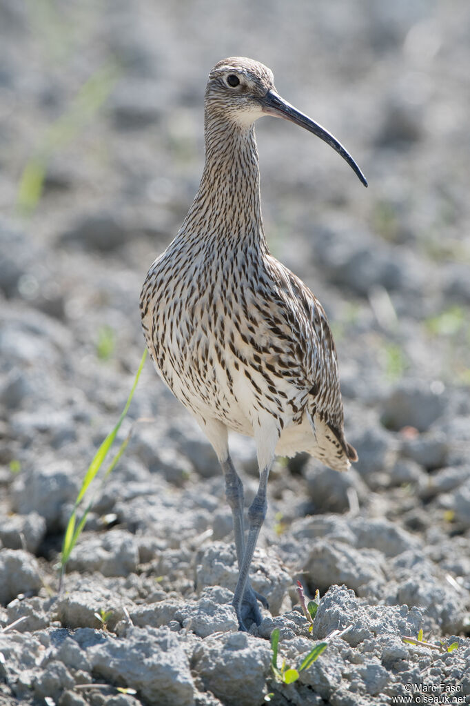 Eurasian Curlewadult breeding, identification