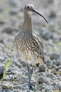 Eurasian Curlew