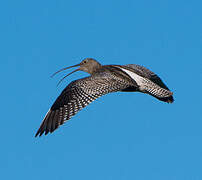 Eurasian Curlew