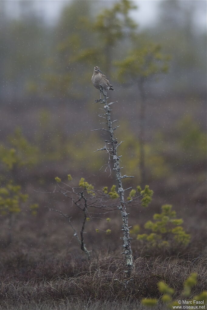 Eurasian Whimbreladult, identification, Behaviour