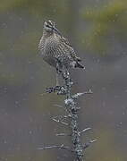 Eurasian Whimbrel