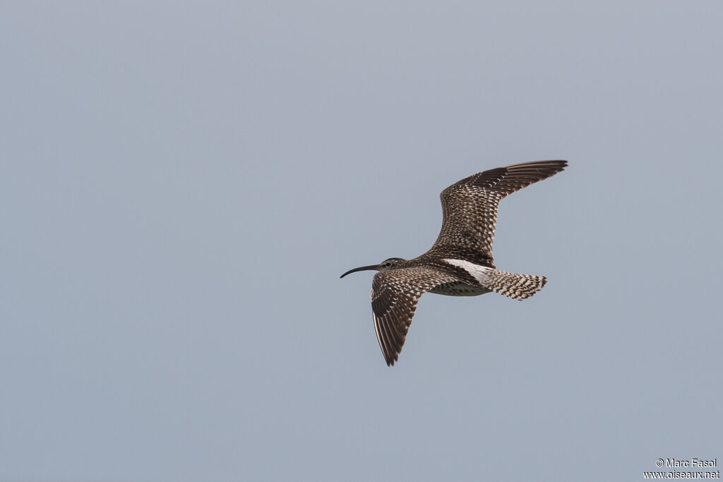 Whimbreladult post breeding, Flight