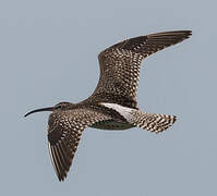 Eurasian Whimbrel