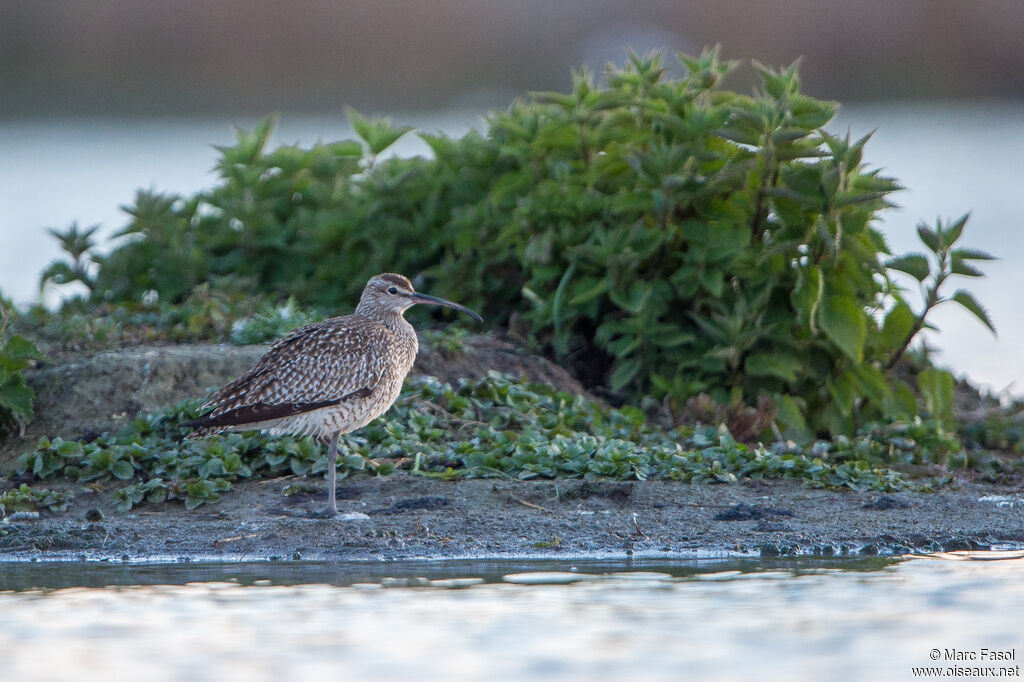 Whimbreladult, identification