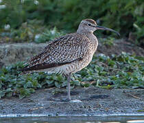 Eurasian Whimbrel