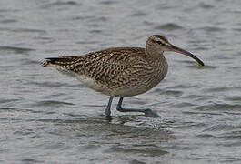 Eurasian Whimbrel