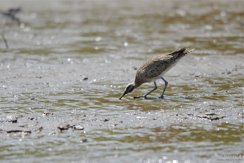 Hudsonian Whimbreladult, identification, feeding habits, Behaviour