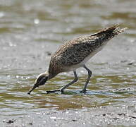 Hudsonian Whimbrel