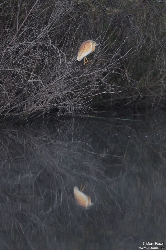 Squacco Heronadult breeding, identification