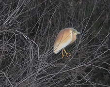 Squacco Heron