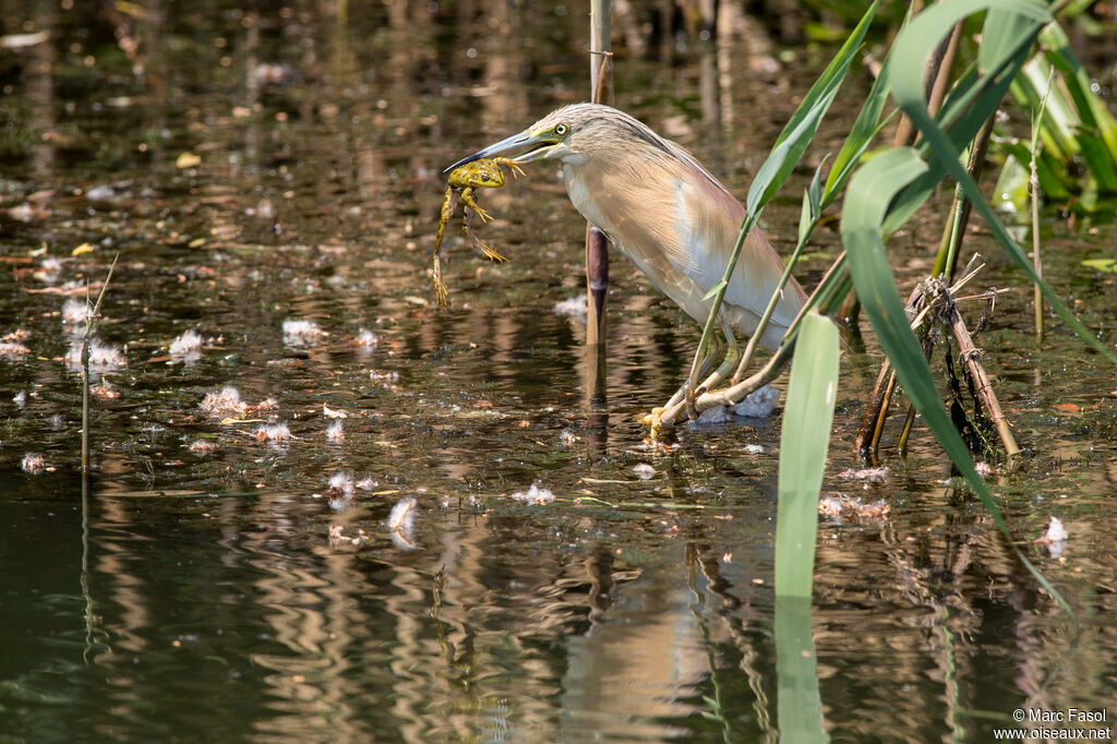 Squacco Heronadult breeding, identification, feeding habits, Behaviour