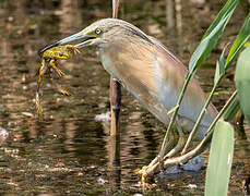 Squacco Heron