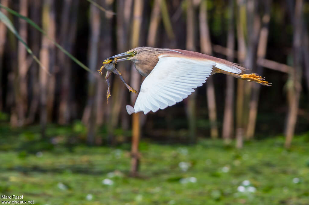 Squacco Heronadult, Flight, feeding habits, Behaviour