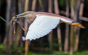 Squacco Heron