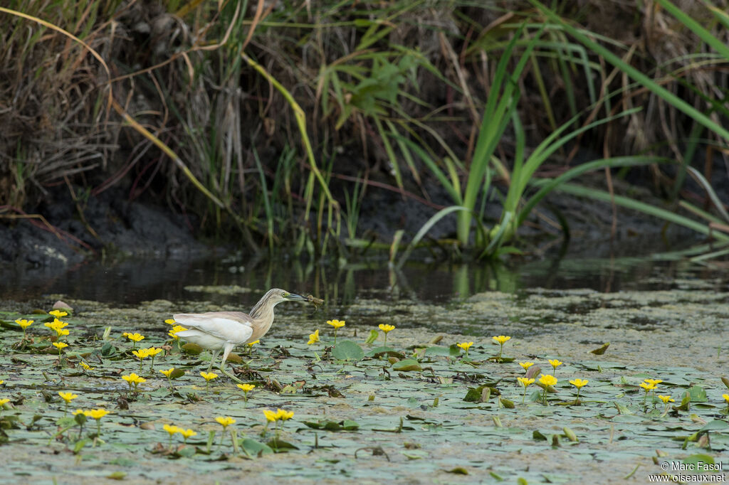 Crabier cheveluadulte nuptial, identification, Comportement