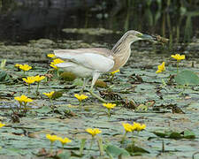 Squacco Heron