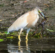 Squacco Heron