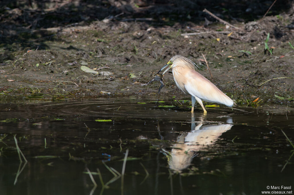 Squacco Heronadult breeding, identification, feeding habits, Behaviour