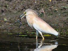 Squacco Heron