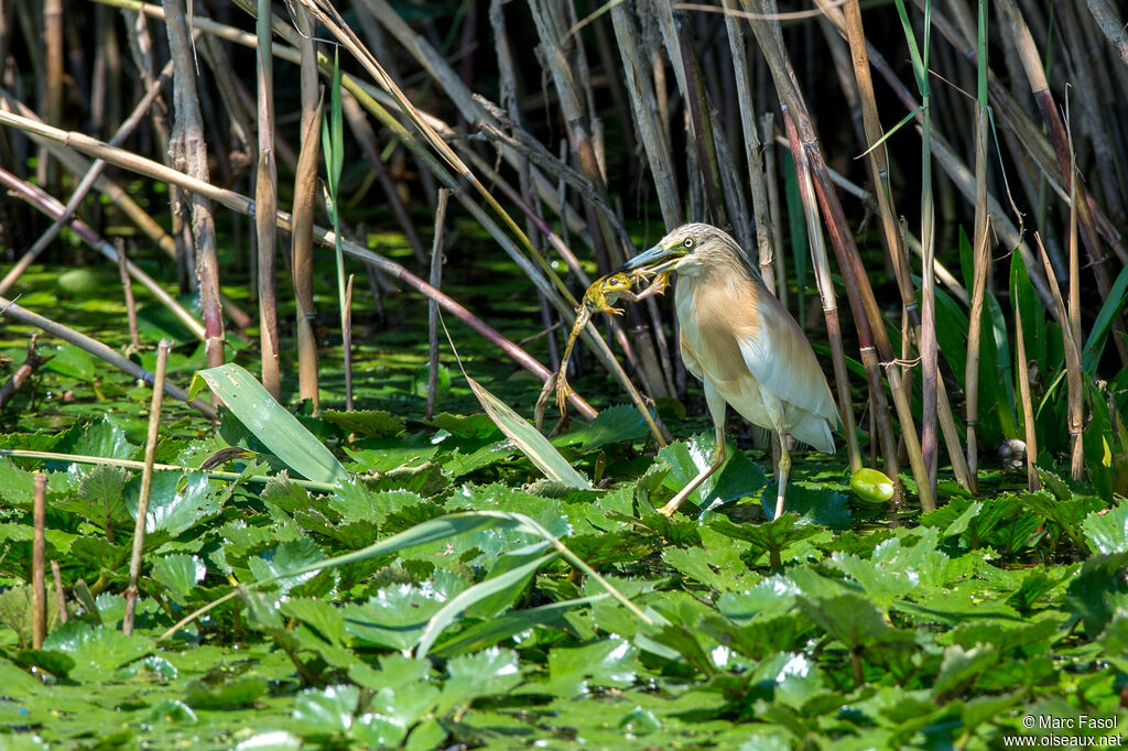 Squacco Heronadult, identification, feeding habits, eats