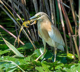 Crabier chevelu