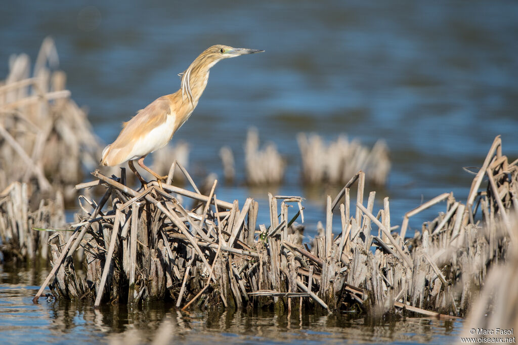 Squacco Heronadult, identification