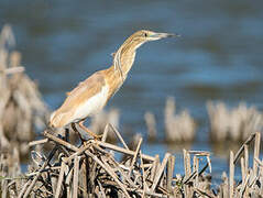 Squacco Heron