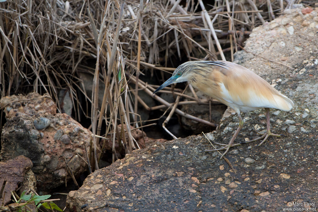 Crabier cheveluadulte, identification, pêche/chasse