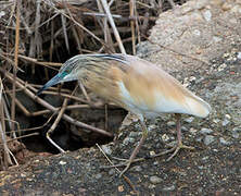 Squacco Heron