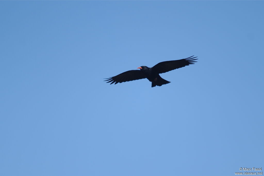 Red-billed Choughadult, Flight