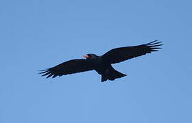 Red-billed Chough