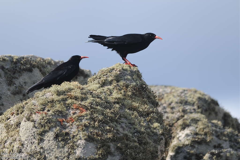 Red-billed Choughadult, habitat