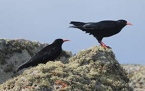 Red-billed Chough