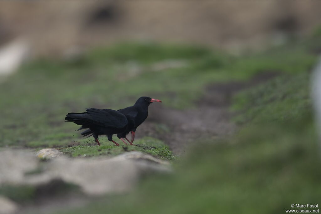 Red-billed Chough , identification, feeding habits, Behaviour