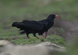 Red-billed Chough