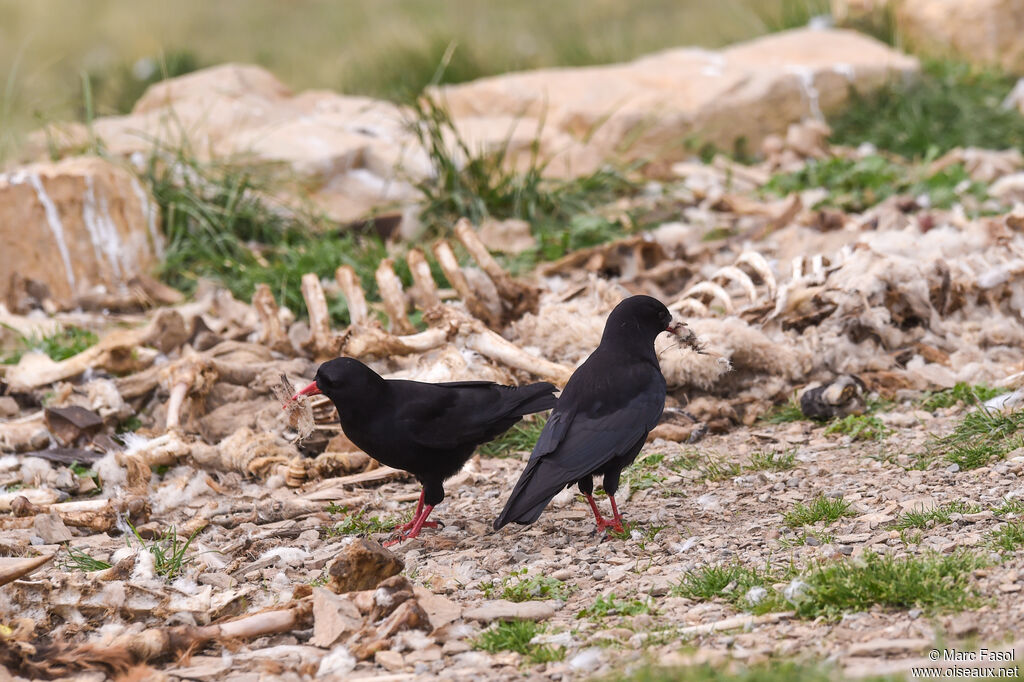 Red-billed Choughadult breeding, Reproduction-nesting