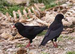 Red-billed Chough