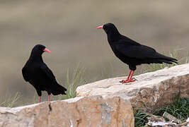 Red-billed Chough